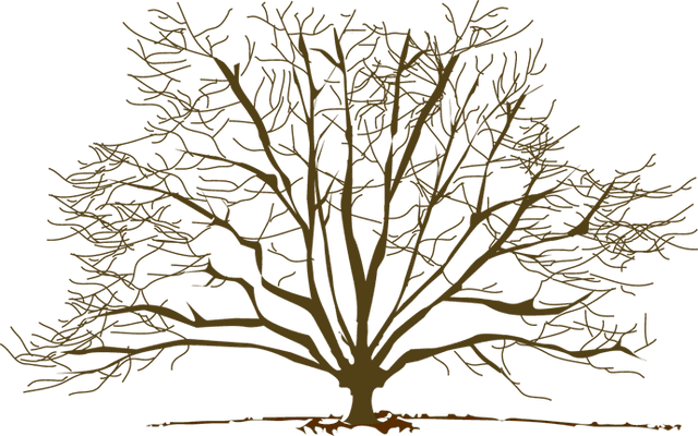Winter Tree Clipart - Winter Trees Clip Art Png Transparent PNG - 640x400 - Free Download on - Transparent PNG Free Download | PNGio