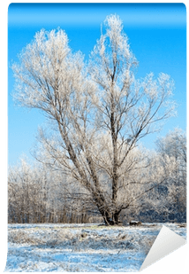 Winter Lonely Tree Wall Mural - Winter Transparent PNG - 400x400 - Free Download on - Transparent PNG Free Download | PNGio