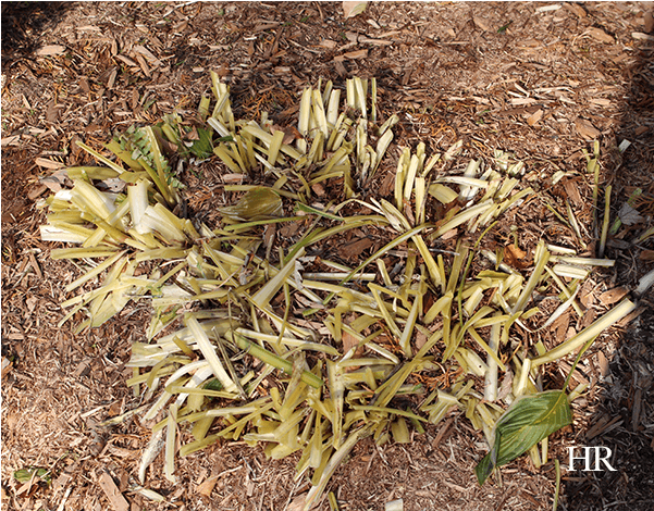 Preparing Hostas For Winter - Hostas In Winter Transparent PNG - 600x600 - Free Download on - Transparent PNG Free Download | PNGio