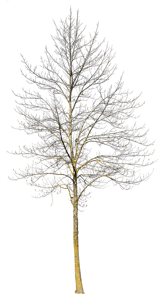 Deciduous Tree Winter Iii - Winter Tree No Background Png Transparent PNG - 560x1000 - Free Download on - Transparent PNG Free Download | PNGio