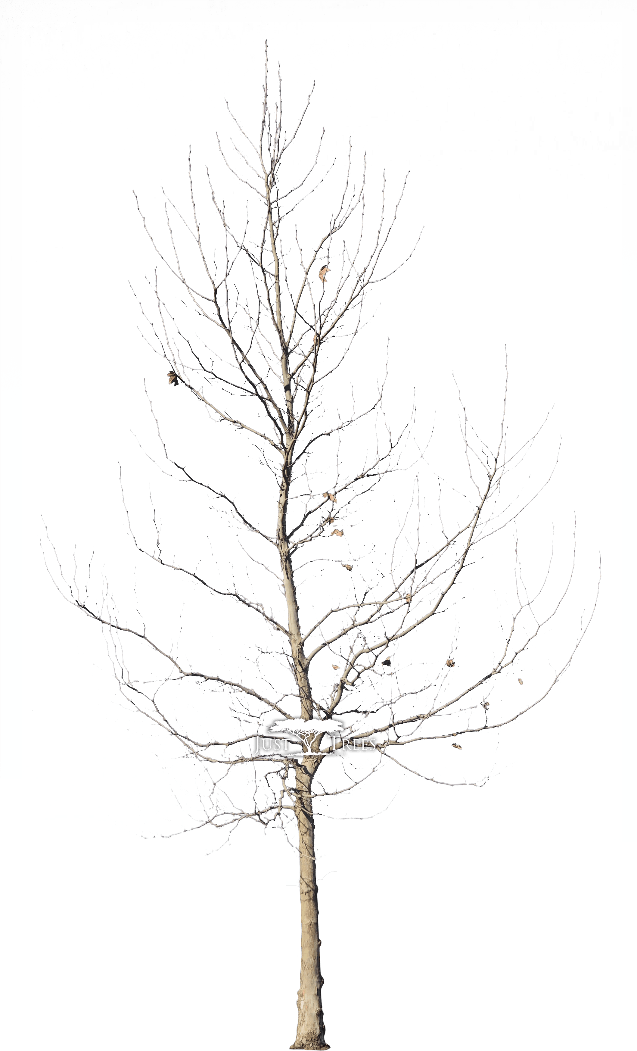 Platanus Acerifolius - London Plane Tree Winter Transparent PNG - 2115x3603 - Free Download on - Transparent PNG Free Download | PNGio