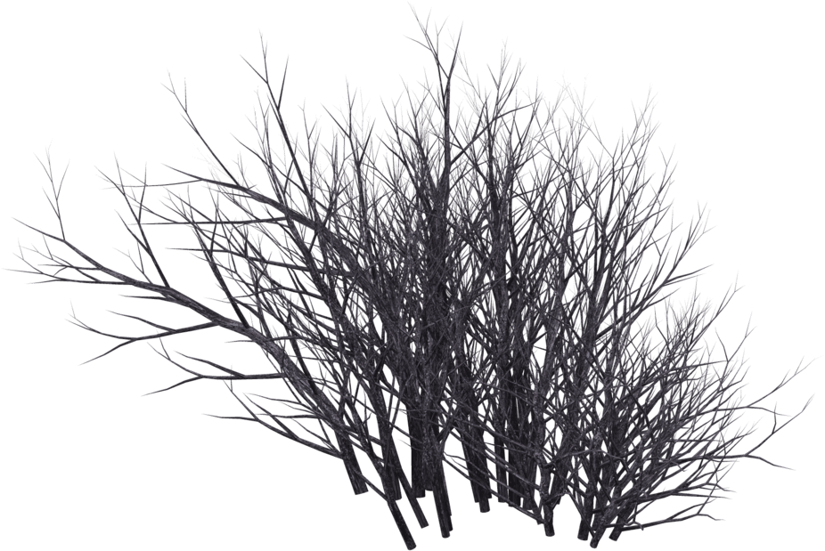 Desert Shrub Png Clip Free - Winter Bush Png Transparent PNG - 1024x639 - Free Download on - Transparent PNG Free Download | PNGio
