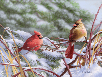 Winter Cardinals - Bradley Jackson A Crisp Winter Day Transparent PNG - 400x400 - Free Download on - Transparent PNG Free Download | PNGio