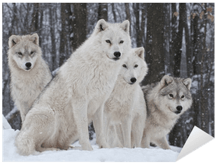 Winter Woods With Wolves Transparent PNG - 400x400 - Free Download on - Transparent PNG Free Download | PNGio