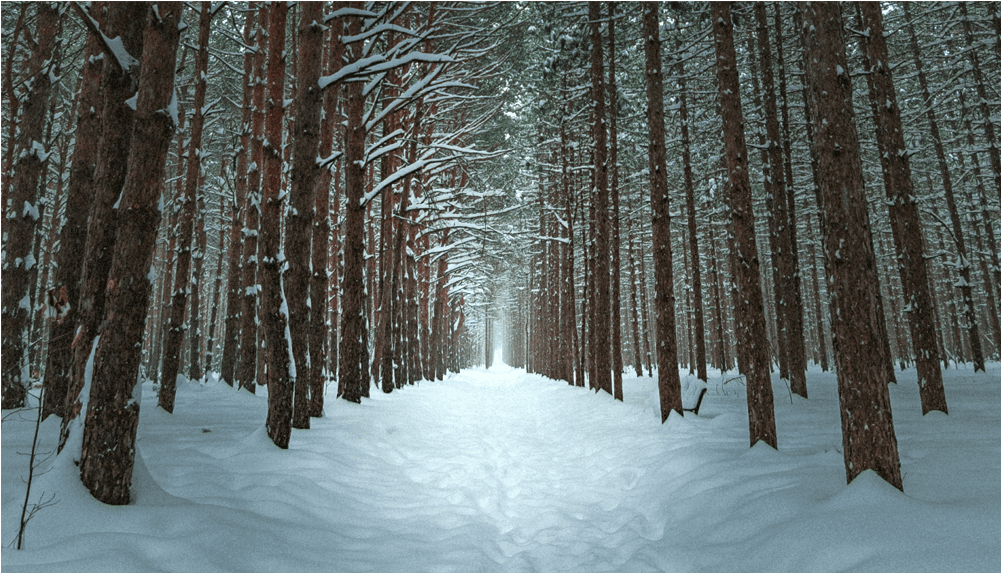 Score 50% - Winter Forest Wallpaper Iphone Transparent PNG - 1000x1000 - Free Download on - Transparent PNG Free Download | PNGio