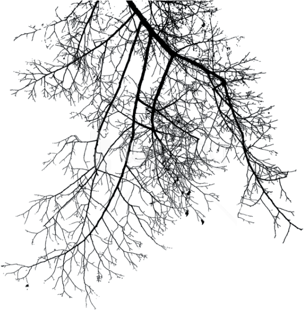 Free Png Branch Png Images Transparent - Winter Tree Branch Png Transparent PNG - 850x615 - Free Download on - Transparent PNG Free Download | PNGio