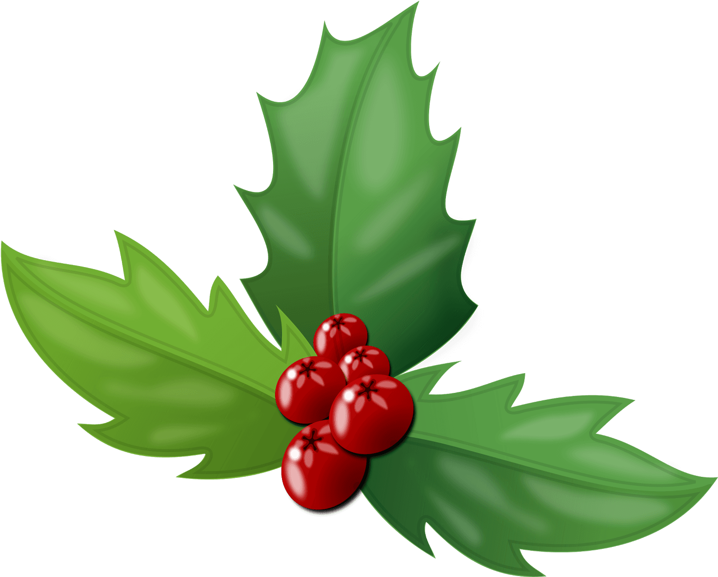 The Holly Is An Evergreen Plant Baring Bright Red Berries - Holly Berries Transparent PNG - 1600x1284 - Free Download on - Transparent PNG Free Download | PNGio