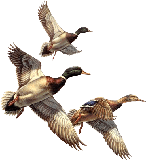 Duck Clipart Winter - Flying Ducks Png Transparent PNG - 507x555 - Free Download on - Transparent PNG Free Download | PNGio