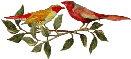 Two Red Birds Birds And Butterflies Wedding Illustration - Dinner - Free Transparent PNG Clipart Images Download. - Transparent PNG Free Download | PNGio