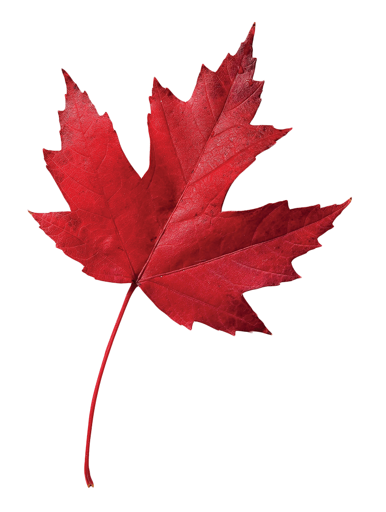 Thank You Our 31st Annual Dinner And Auction Was A - Fall Leaves Red Maple - Free Transparent PNG Clipart Images Download. - Transparent PNG Free Download | PNGio