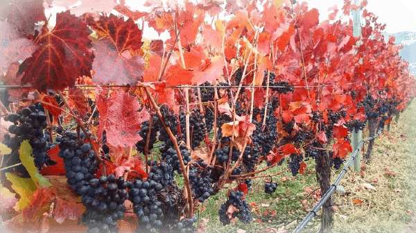 Magnum Harvest Dinner - Swamp Maple Transparent PNG - 600x336 - Free Download on - Transparent PNG Free Download | PNGio