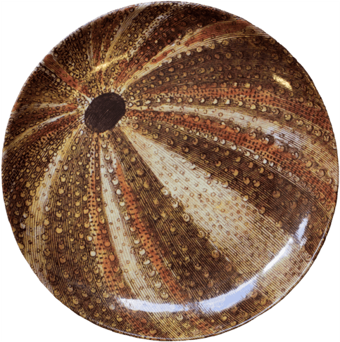 Sea Urchin Dinner Plate - Sea Urchin Transparent PNG - 500x500 - Free Download on - Transparent PNG Free Download | PNGio