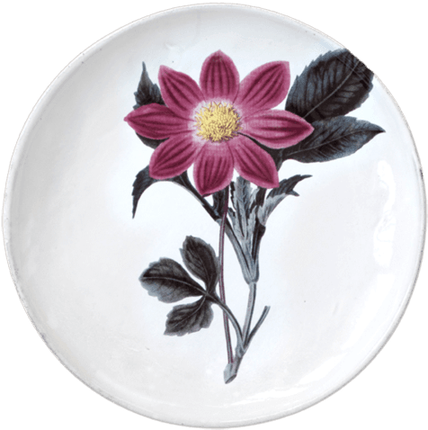 Purple Dahlia Flower Dinner Plate - Assiette Astier De Villatte Transparent PNG - 500x500 - Free Download on - Transparent PNG Free Download | PNGio