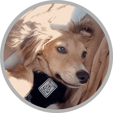 He Snorts Like A Pig When He Sleeps, Hops Like A Bunny - Wrigley Company Transparent PNG - 448x448 - Free Download on - Transparent PNG Free Download | PNGio