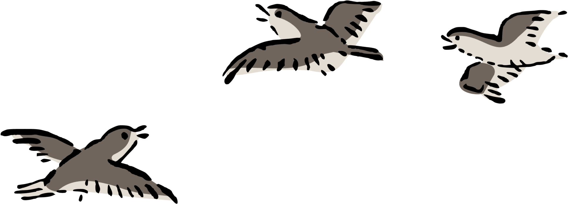 Bird Flight Bird Flight Columbidae Airplane - Clip Art Birds Flying - Free Transparent PNG Clipart Images Download. - Transparent PNG Free Download | PNGio