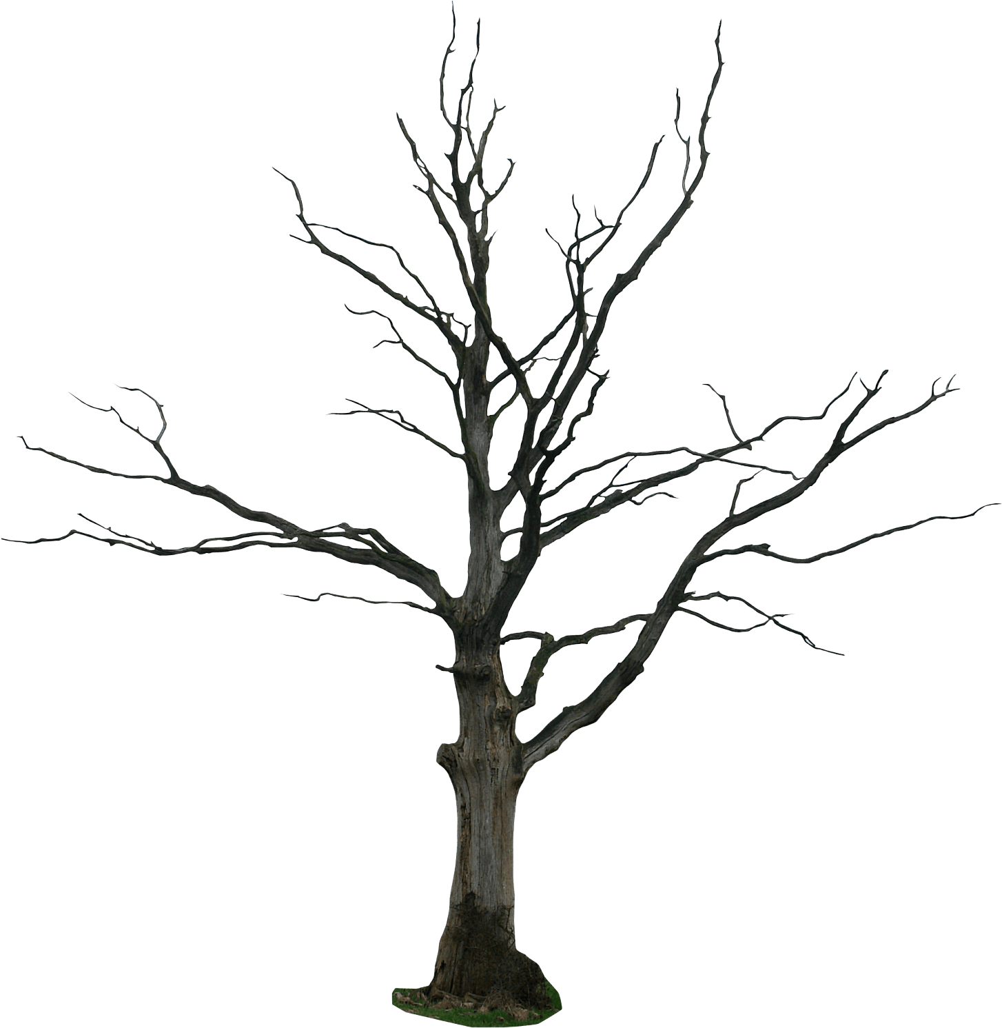 Cartoon Dead Tree - Owl And The Wolf - Free Transparent PNG Clipart Images Download. - Transparent PNG Free Download | PNGio