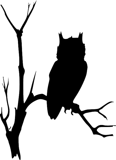 Free Image On Pixabay - Owl On Branch Silhouette - Free Transparent PNG Clipart Images Download. - Transparent PNG Free Download | PNGio