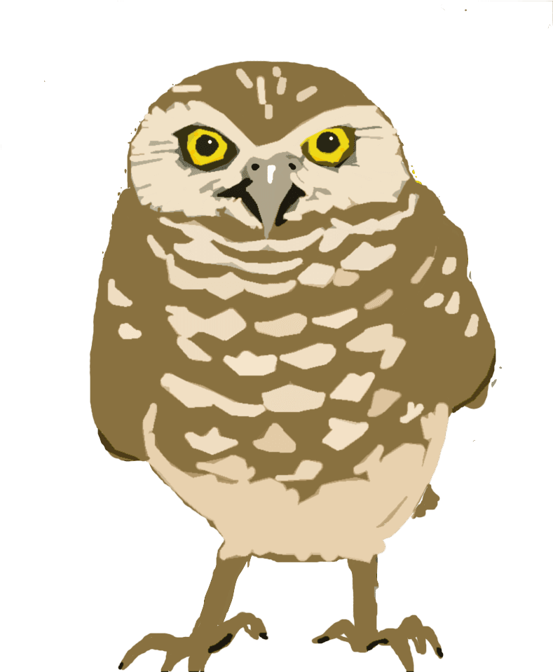Burrowing-owl Copy - Owl - Free Transparent PNG Clipart Images Download. - Transparent PNG Free Download | PNGio