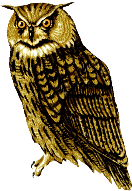 Drawing Of Screech Owl, Owl Clip Art Owl Facing Front - Owl Png - Free Transparent PNG Clipart Images Download. - Transparent PNG Free Download | PNGio