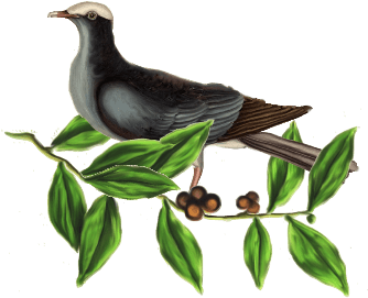 Birds And Butterflies Blue Pigeon Artwork - Owl - Free Transparent PNG Clipart Images Download. - Transparent PNG Free Download | PNGio