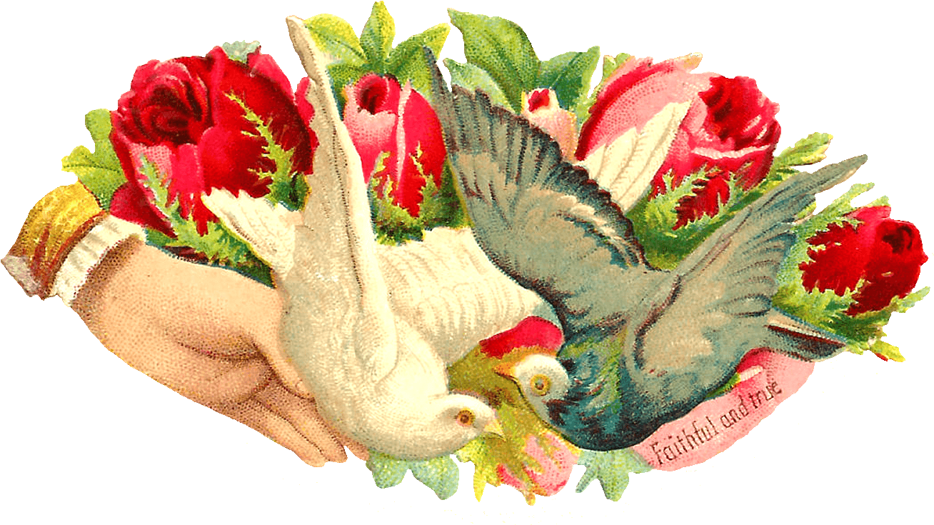 What A Beautiful Digital Bird Graphic Of Two Pigeons - Owl - Free Transparent PNG Clipart Images Download. - Transparent PNG Free Download | PNGio