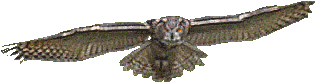 Gif * Mine Owl Transparent Samanther €¢ - Owl Transparent Background Gif - Free Transparent PNG Clipart Images Download. - Transparent PNG Free Download | PNGio