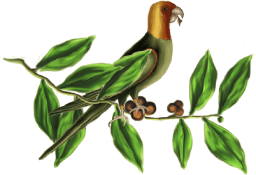 Birds And Butterflies Green Parrot Artwork - Owl - Free Transparent PNG Clipart Images Download. - Transparent PNG Free Download | PNGio