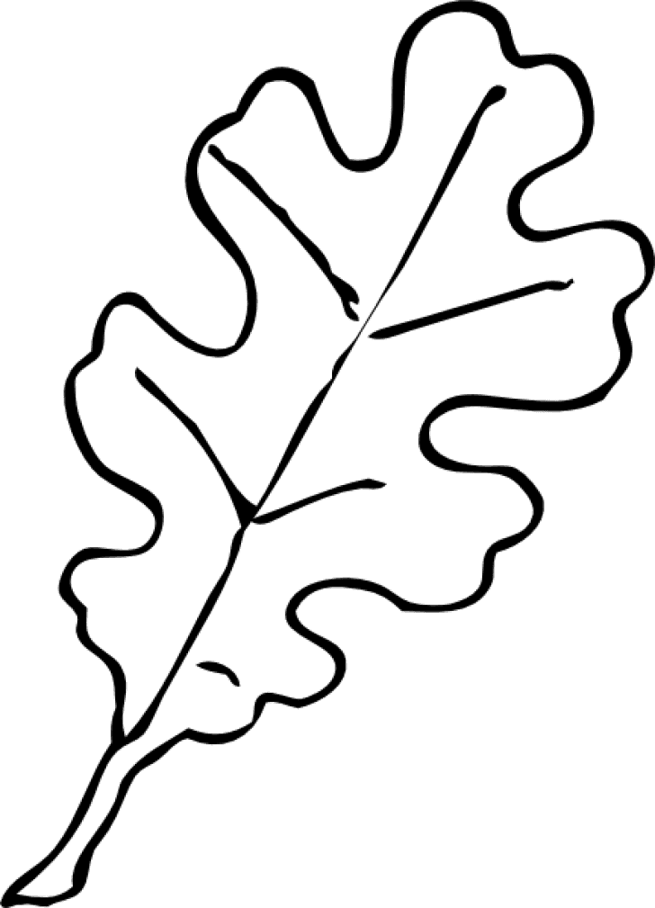 Permalink To Leaf Outline Owl Clipart - Oak Tree Leaf Drawing - Free Transparent PNG Clipart Images Download. - Transparent PNG Free Download | PNGio