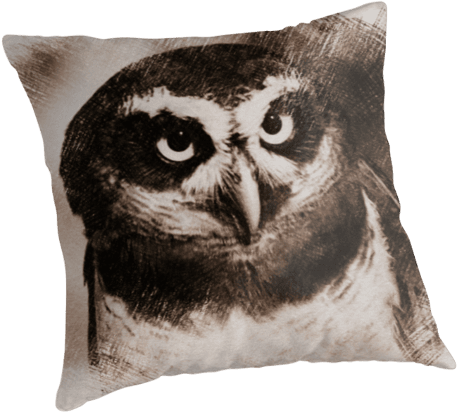 Owl Sketch 05 By Fantasytripp - Cushion - Free Transparent PNG Clipart Images Download. - Transparent PNG Free Download | PNGio