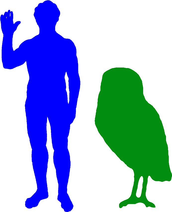 The Cuban Giant Owl Was The Biggest Owl Ever - Phillip Island Penguin Size - Free Transparent PNG Clipart Images Download. - Transparent PNG Free Download | PNGio