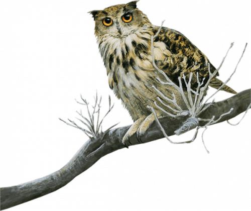 Owls, Images, Beautiful Birds, Birds, Owl, Tawny Owl - Tube Chouette - Free Transparent PNG Clipart Images Download. - Transparent PNG Free Download | PNGio