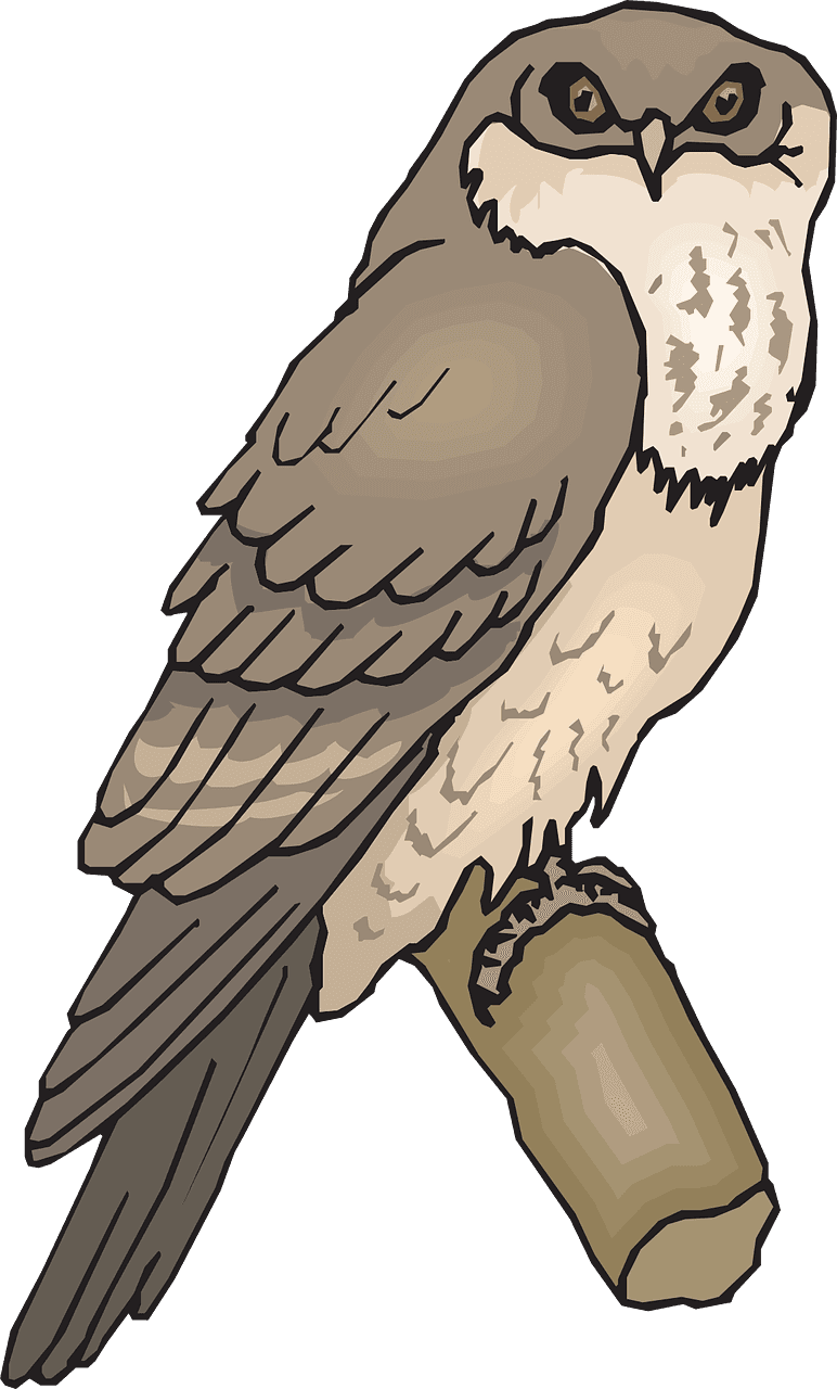 Owl Bird Branch Wings Animal Png Image - Tawny Frogmouth Clipart - Free Transparent PNG Clipart Images Download. - Transparent PNG Free Download | PNGio