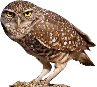 Owl - Burrowing Owl Transparent PNG - 386x345 - Free Download on - Transparent PNG Free Download | PNGio