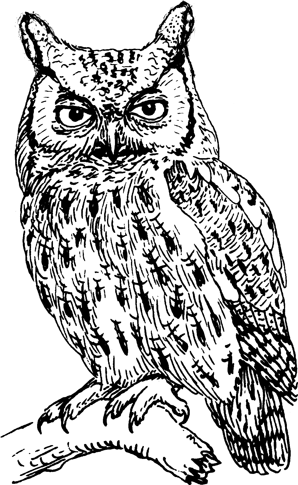 Screech Owl 1 - Owls Black And White, HD Png Download - Transparent PNG Free Download | PNGio