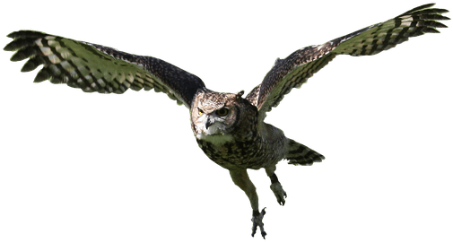 Owl, Flying, Bird, Animal, Nature, Wildlife, Predator - Osprey, HD Png Download - Transparent PNG Free Download | PNGio