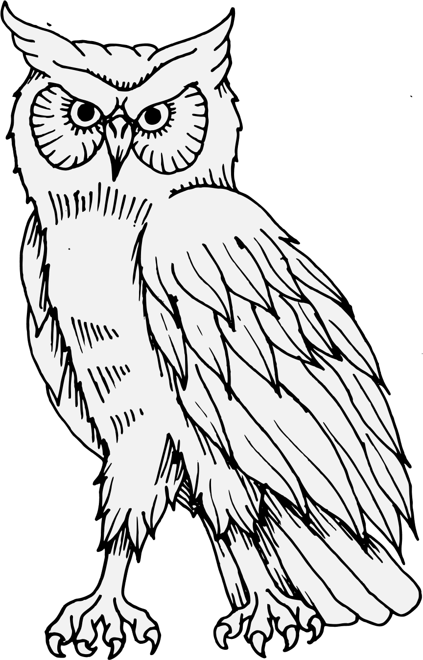 Transparent Png Owl, Png Download - Transparent PNG Free Download | PNGio