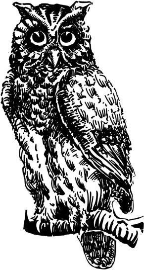 Owl,art,visual Arts - Gambar Burung Hantu Hitam Putih, HD Png Download - Transparent PNG Free Download | PNGio