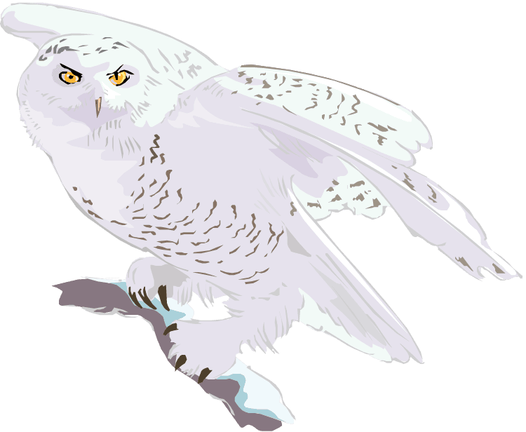 Flying Transparent Snowy Owl Clipart, HD Png Download - Transparent PNG Free Download | PNGio