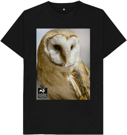 Barn Owl, HD Png Download - Transparent PNG Free Download | PNGio