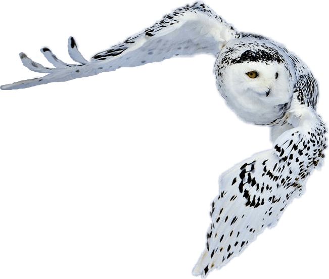 #snowy Owl In Flight thomas, Oklahoma - Greenland Animals With Name, HD Png Download - Transparent PNG Free Download | PNGio