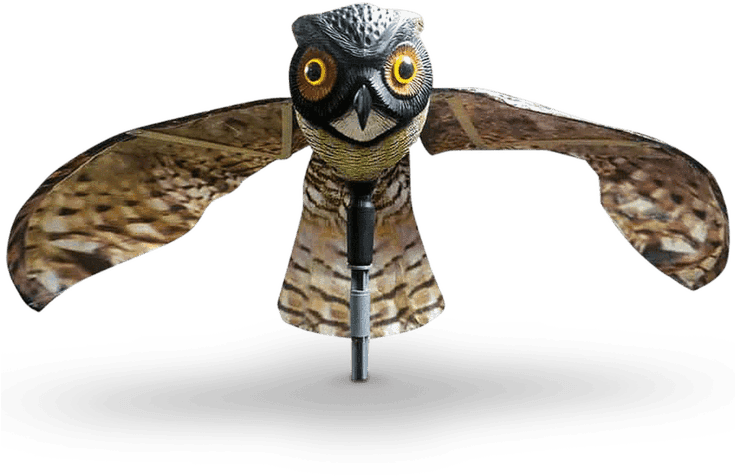 Sperietoare Pasari, HD Png Download - Transparent PNG Free Download | PNGio