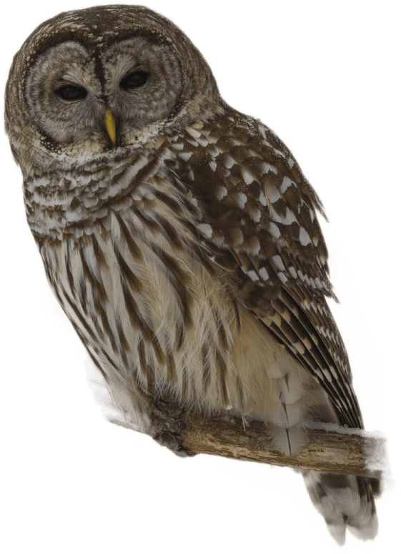 Maine, HD Png Download - Transparent PNG Free Download | PNGio