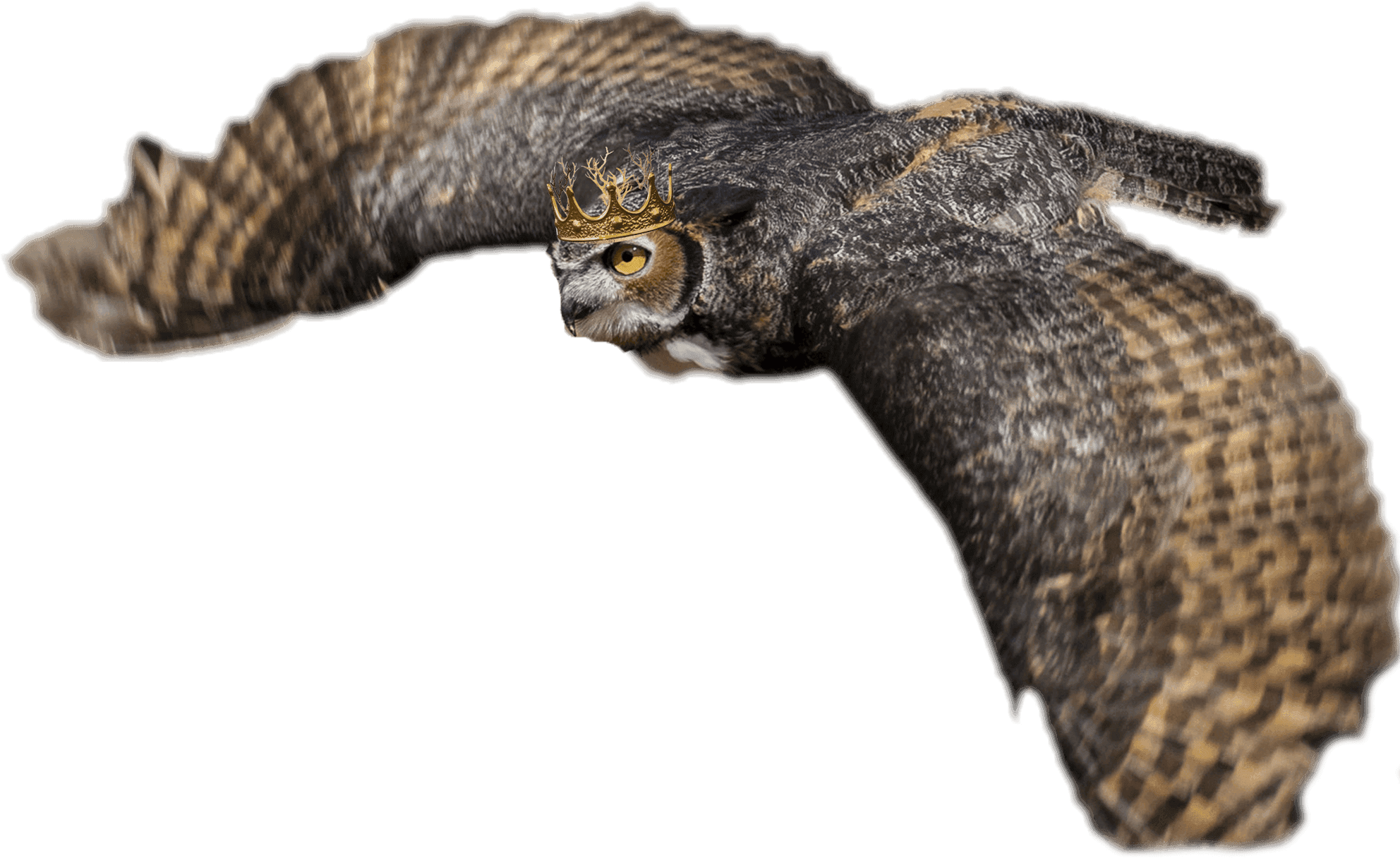 Buzzard, HD Png Download - Transparent PNG Free Download | PNGio