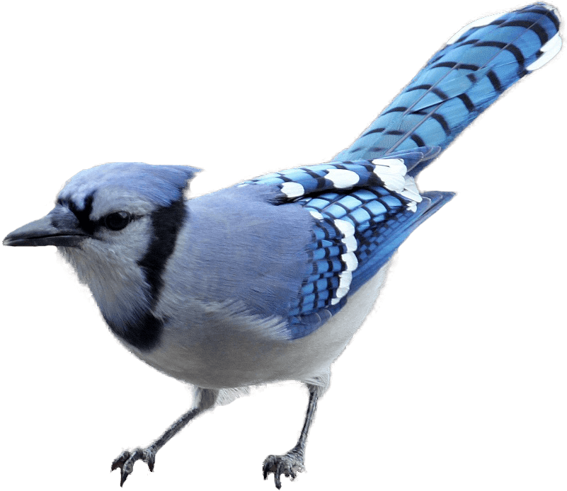 Horned Owl Clipart Realistic Animal - Blue Jay No Background, HD Png Download - Transparent PNG Free Download | PNGio
