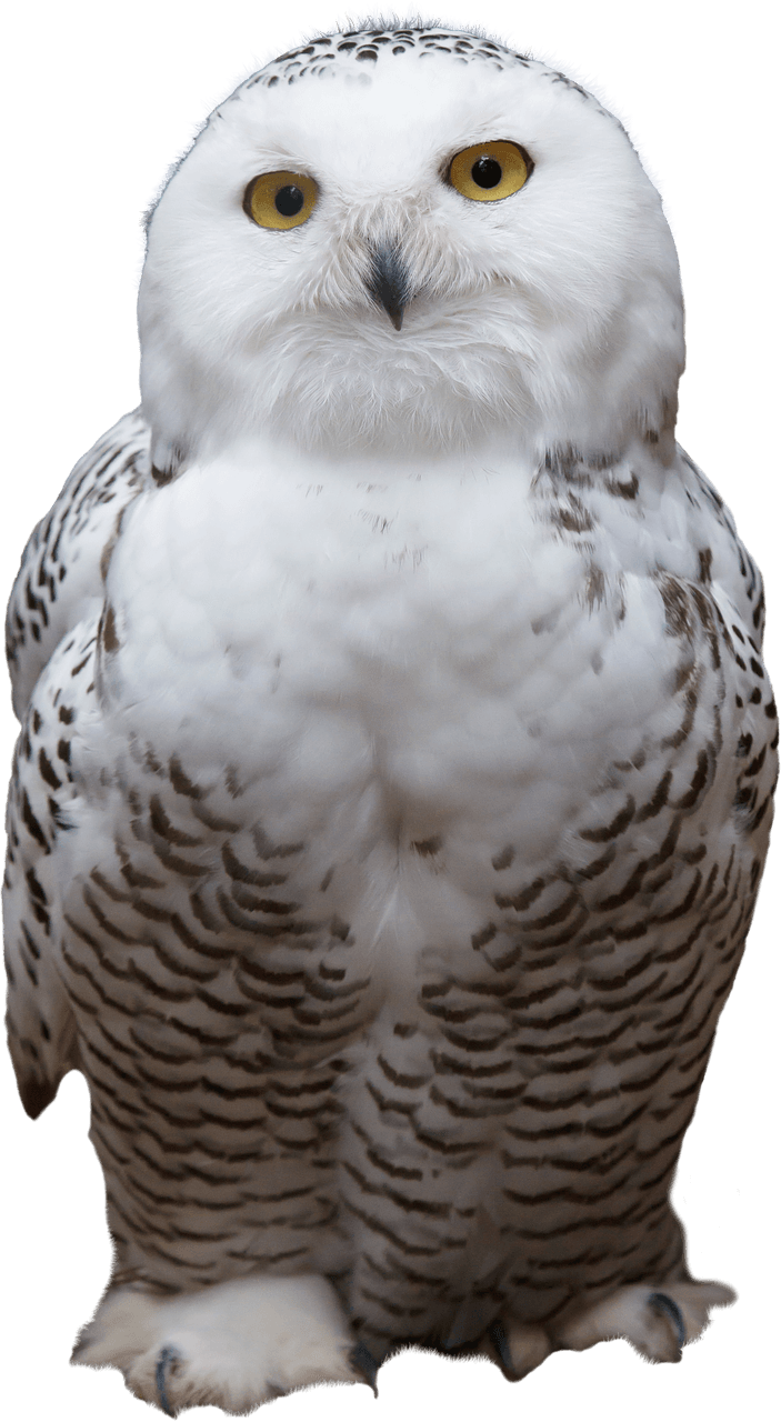 Hiboux Blanc, HD Png Download - Transparent PNG Free Download | PNGio