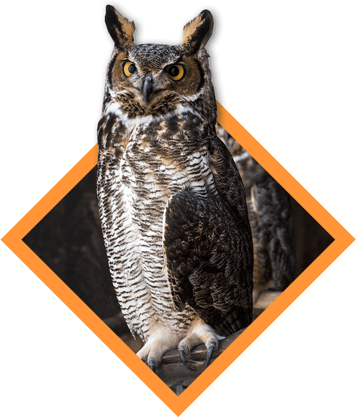 Great Horned Owl, HD Png Download - Transparent PNG Free Download | PNGio