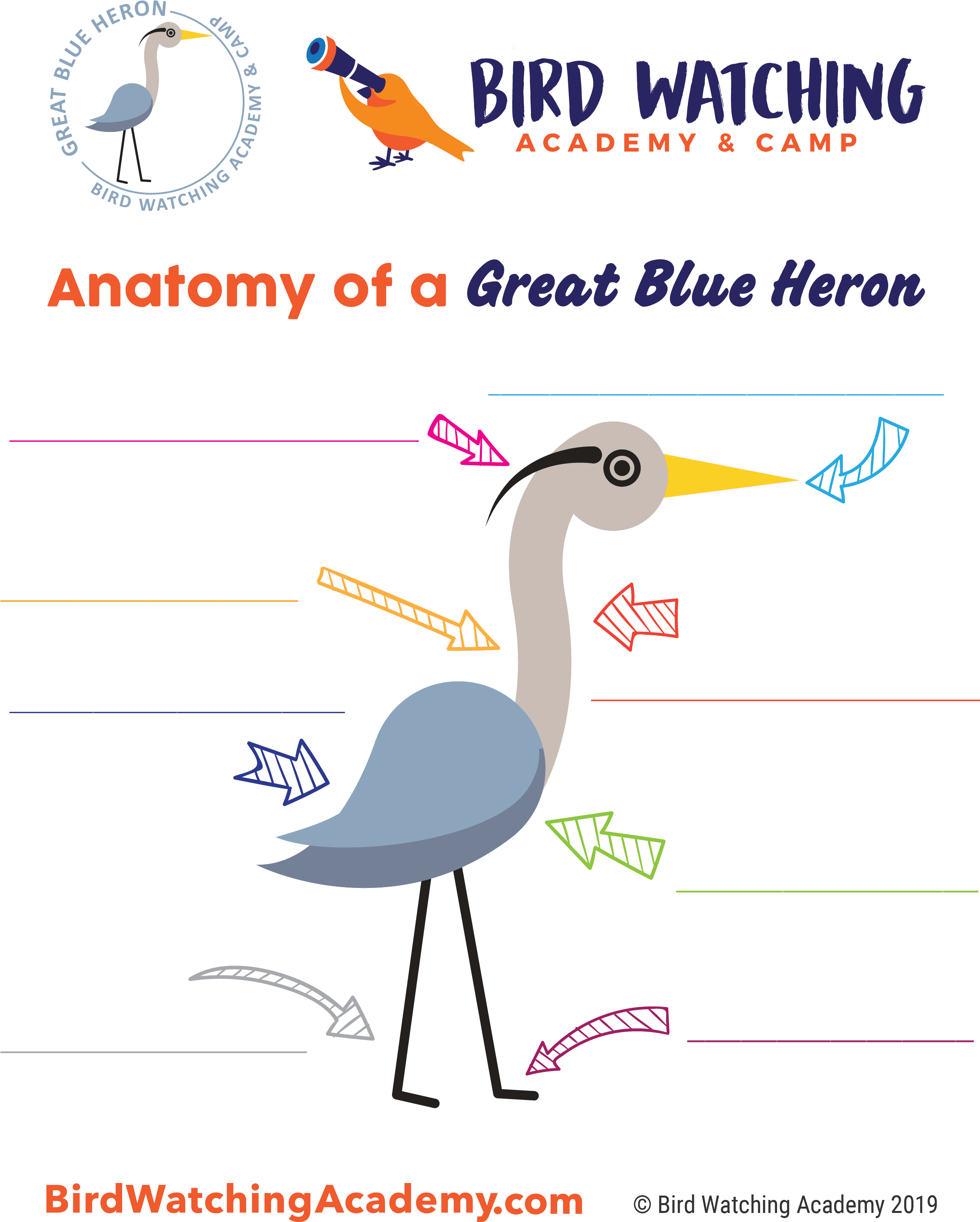 Great Horned Owls Anatomy, HD Png Download - Transparent PNG Free Download | PNGio