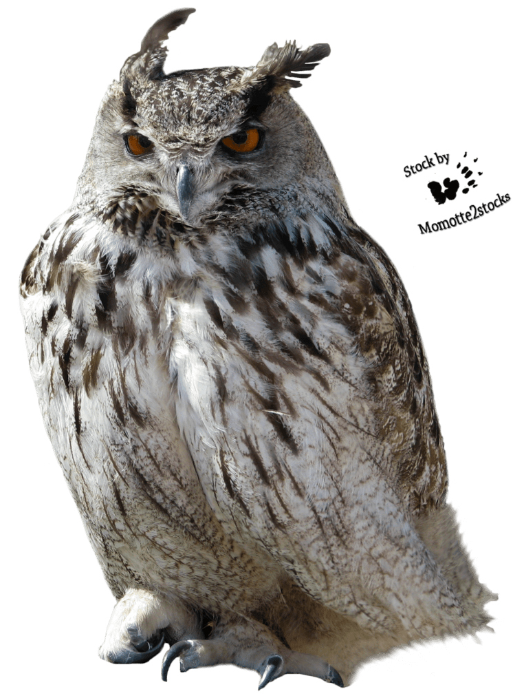 Owl Clip Art, HD Png Download - Transparent PNG Free Download | PNGio