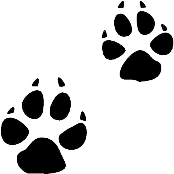 Coyote Clip Art - Animal Footprint Clip Art - Transparent PNG Free Download | PNGio