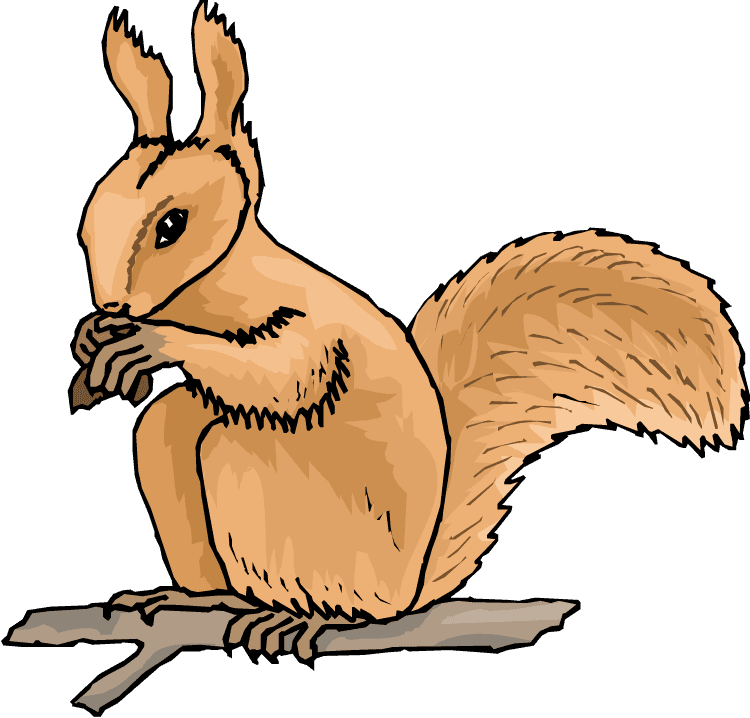 Animated Squirrel Clipart Free Squirrel Clipart Clipart - Squirrel Animated Clip Art - Transparent PNG Free Download | PNGio
